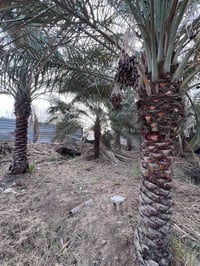 بستان • ١٣٢٥م • طابو صرف