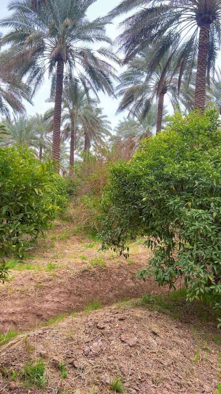 ياالله
للبيع ٢ دونم في بغداد منطقه الراشديه

جنس العقاري سند ٢٥ تحويل بأسم المشتري يتوفر فيه جميع الخدمات ماء اساله وماء روئي وكهرباء ويوجد فيه نخيل وحمضيات للأستفسار اتصل على رقم او مراسلة سعر 250بيه مجال لاستفسار تصال على رقم🏠🏠🏠🌹🌴🌴🌴 *********** ترهم ستثمار وه مزرعه متنفس الك
