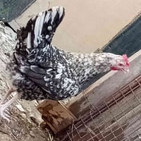 متاح دجاجه ورد الباكه الي يريدها بخدمته هاذ رقمي 07516114691