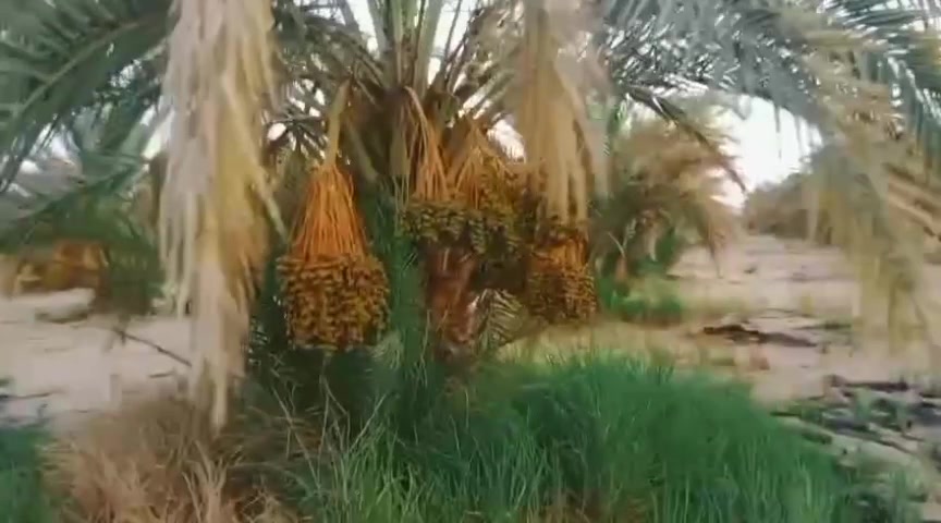 16فدان نخل مثمر زراعة علي احدث التقنيات
850نخلة عمر 12سنه يعنى كلهم بفضل الله بيرمو
الارض بتبيع بلح سنويا تقريبا بمليون وربع
وان شاء الله في زيادة سنويا
يعنى مش هتصرف جنية واحد علي الارض
وكمان المسافات الواسعة اللي بين النخل
تخلينى اقولك هتزرع المحاصيل اللي انت عايزها
وبذات زراعة البرسيم الحجازى اللي هيدخلك عائد شهرى
الارض ليها طاقة شمسية 25حصان وبئر خاص بالأرض
وشبكة رى بتسقي الارض علي اعلي كفاءة
واستراحة للعامل ومخزن
الارض ليها عقد تمليك عشان متسدد جميع الأقساط اللي عليها للتقنين يعنى امان الامان بعيد عن وضع اليد خالص
وكمان الارض ليها حيازة وكارت فلاح وبتصرف سماد 
يعنى هو دا الاستثمار الحقيقي 
للتواصل فون وواتس /01203777974


**إذا كنت صاحب هذا الإعلان وتريد حذفه لأي سبب، رجاءا أرسل رسالة إلى الدعم الفني**
