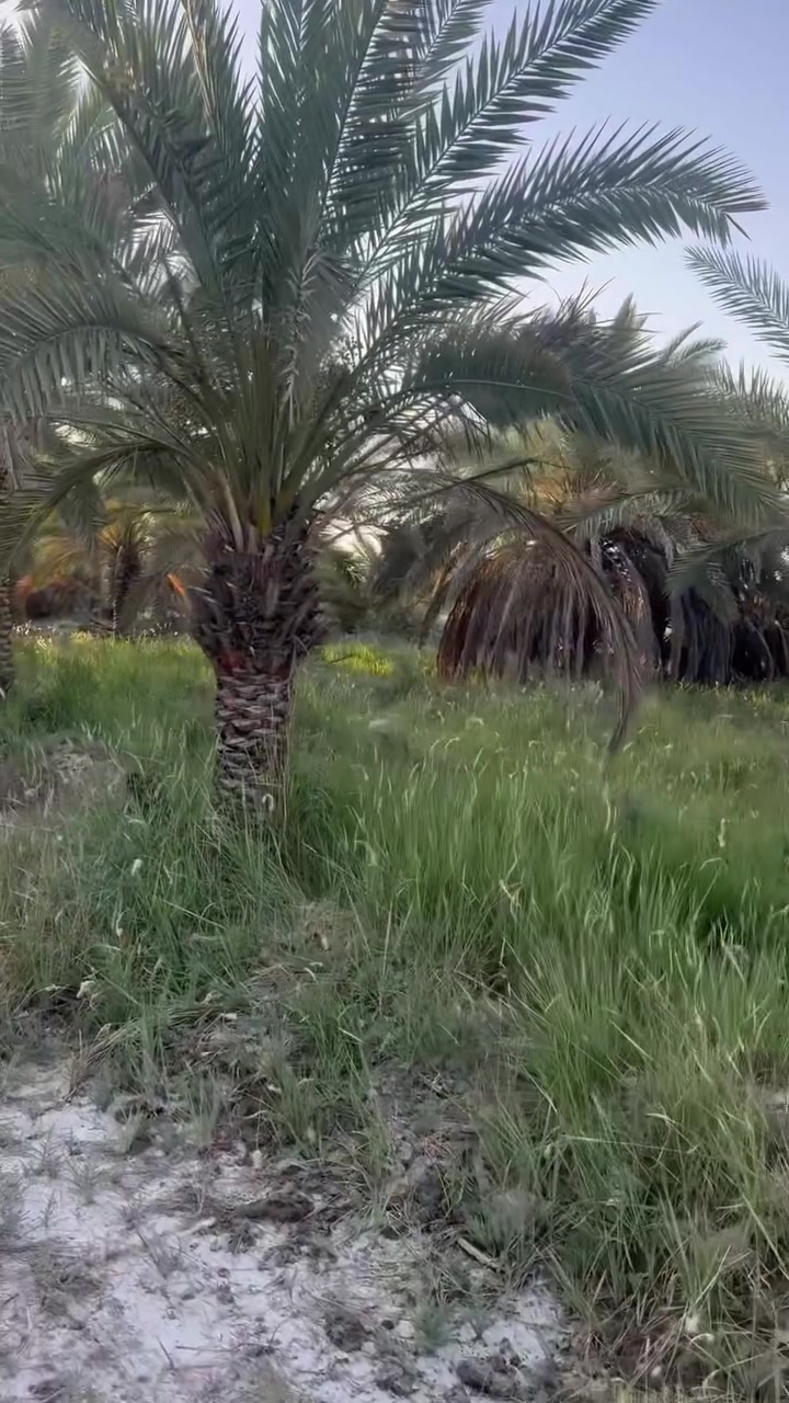 يالله. اللهم صل على محمد وال محمد ..بستان المساحه ثلث دوانم ناحيه السديناويه ورا جسر الصبحة السعر 55 وبي مجال رقم الهاتف ***********
