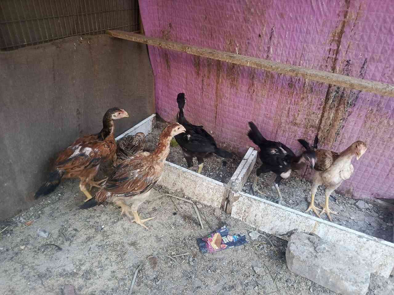 متاح فراريج عرب ديج وخمس دجاجات هراتي خط اول عمر ثلاث اشهر خشنات كلش مكان المحاويل حي ابو زديره الشراي يرسلني او يتصل ***********
