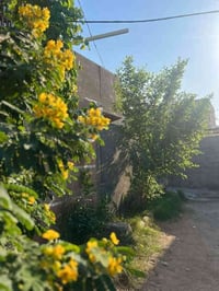 كربلاء سيد سماعيل • سند ٢٥ • ١٠٠م