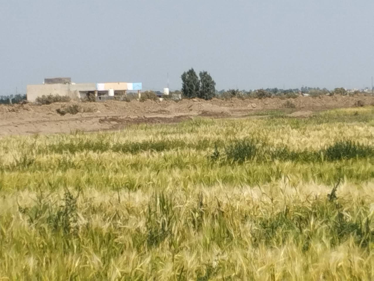 بسم الله الرحمن الرحيم 
دونم للبيع صوب بني ركاب 
طريق سعيدان 
الشارع لي بصف الجامع 
قرب التبليط
الدونم مزروع حنطة حالياً 
السعر مناسب جداً 
ماي اساله 
وماي نهر 
عرض الدونم 40
ونزال 62
للتواصل الإتصال على الارقام 
 الموجوده بالاعلان 
***********
***********
#هادي_الحجيمي
