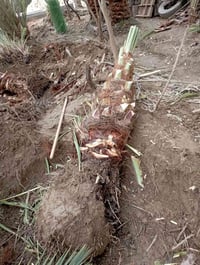 نخلات حلاوي • للوحدة • كوفة