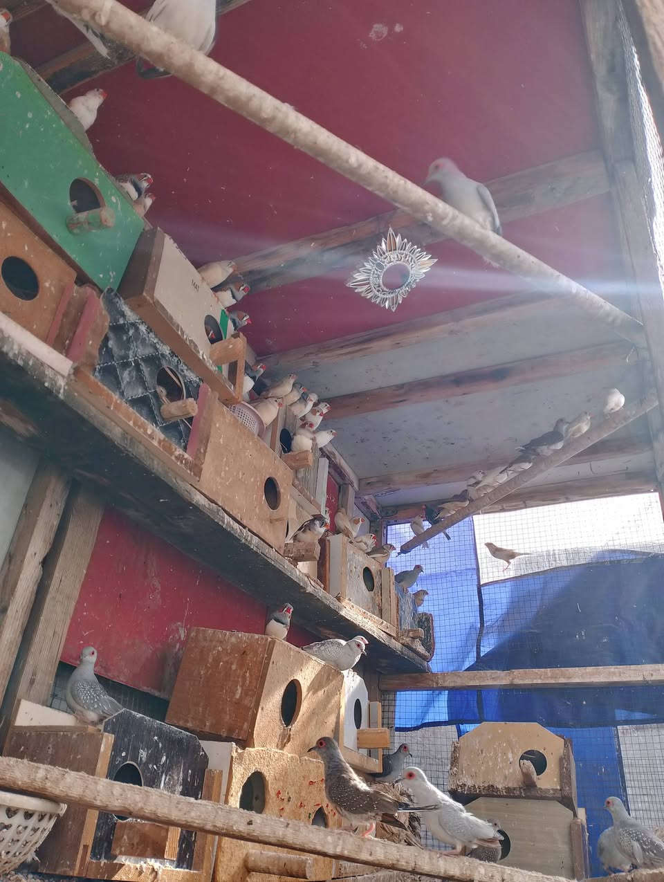 السلام عليكم غوالي متاح 40فنجس مشكل بس الازيد كلها دبدوب وكلها كبار الزوج ب12شلع تنباع مابيع ازواج ابيع شلع الزوج ب12او 15ملكي الملكي الزوج 8شلع تنباع او 3جاوات الجاوات 3ثتهن ب25تكريت القادسيه ***********
