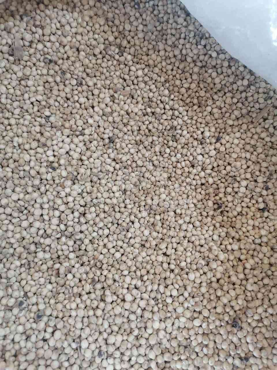 ✅محلات هيثم للخدمات الزراعية ✅

✅وصول بذور #اذرة ✅

#اسبانية
#عراقية
#بيضة

#اسعار_مناسبة_جدا_جدا

#متوفر_جملة_مفرد

✅العنوان الجدعة الشارع العام مقابل مجمع جنة الأسعار محلات هيثم للخدمات الزراعية ***********
