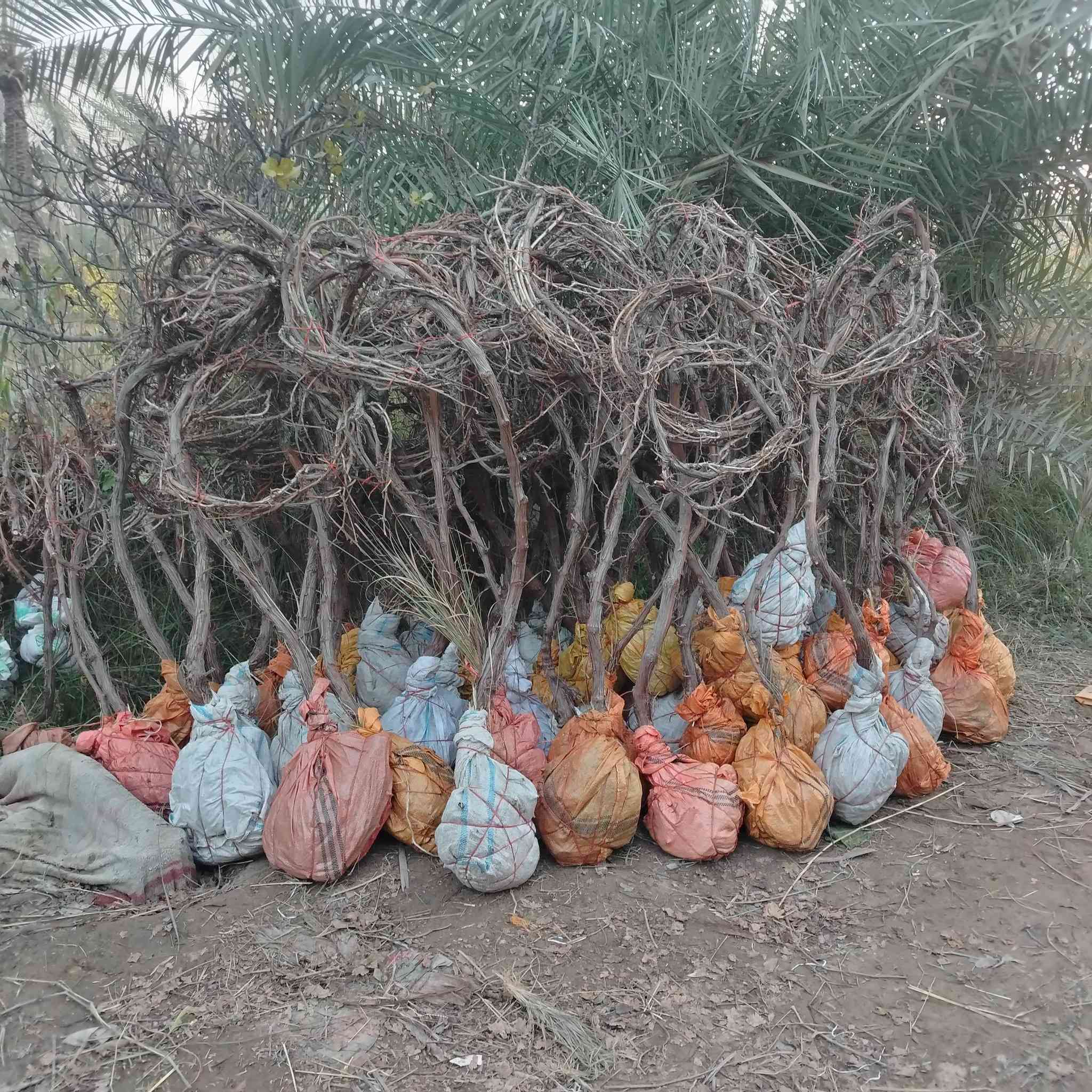 يالله على بركة الله يوجد لدينا شتلات عنب كل صناف حلاواني صفر شدة فرنسي سود ديس عنز شدة تركي. سعار مناسبه الاستفسار. ***********. *********** وتساب.
