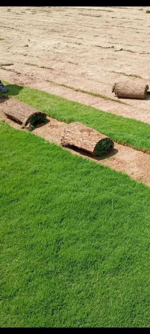 الثيل الهندي درجه الأولى
للحجز الاتصال او المراسلة على الواتساب على الارقام : 
*********** اتصال 
محافظات العراق توصيل
