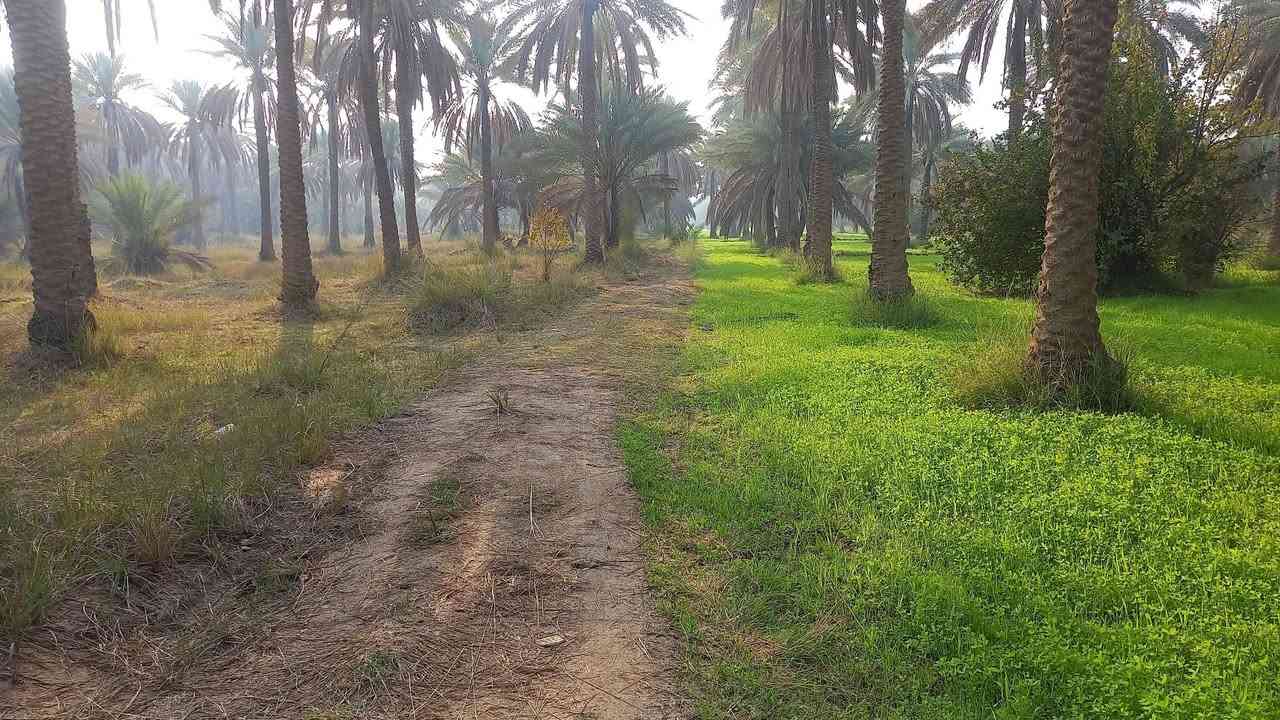 السلام عليكم
٤٣دونم طابو سند ٢٥ فلاحه ملاجه
السعر ٦٥مليون مع المجال البسيط
العنوان الحسينيه تبعد عن سوك العطيشي ٣كم أو أقل وعن التبليط الفرعي ٥٠م
غير متواجد عالفيس 
استفسار اكثر الإتصال  على الأرقام التاليه 
***********
***********
أومراجعة مكتبنا (مكتب جوهرة الإخلاص)
 الكائن في الحسينيه مجاور  مطعم سيد فلاح تيل ٣٥٤
