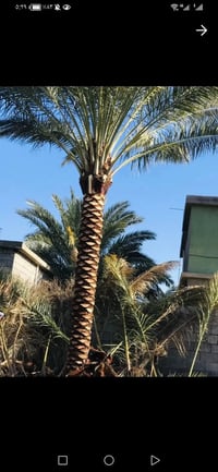 🌴 خدمات تكريب وتنظيف النخيل وقص الأشجار 🌳 ✅ تكريب وتنظيف النخيل باحترا...