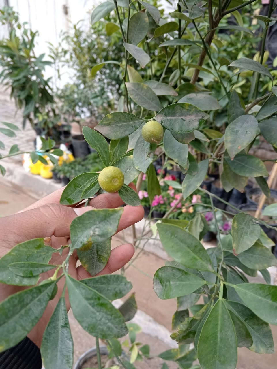 #عرض_خاص 

من #مشتل_ابوبكر عنواننا التميز والابداع 😍😍

متوفر الحمضيات القزمي الصيني والياباني كلها مثمرة 

ليمون 
لالنكي
برتقال 

جاي تنباع ب 15 الف 

#حاليا_سعرها 10 الاف فقط 😍😍

#العنوان_القائم_حصيبة 
شارع ابو رندة القديم شارع صيدلية النبع مقابل قرطاسية ديار الأمل 

الإتصال *********** مشتل ابوبكر
