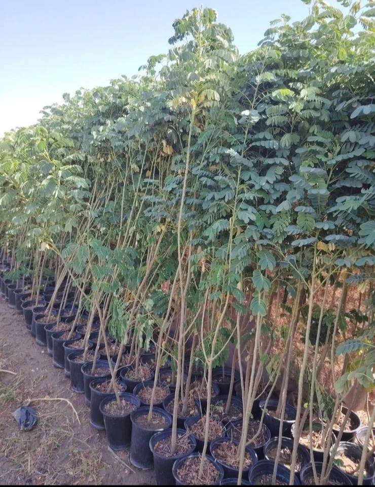 مشتل كرار الزراعي 
يتوفر 
الاكاسيه مصريه حجم كبير محرك سعر 3٫750
البيزيا البخ كيس سعر 2٫500
زيتون الكرونايكي يوناني صنف عالي زيت نسبه 38%
امايات ضمان للحمل للمده اقل من سنه سعر كميه محمدوده بيهن العدد 20شتله حجم سندان 26 
سعر 35٫000
تحياتي الكم احبتي متابعين 
العنوان بغداد الكريعات يم وقف سني 
واتساب ***********
