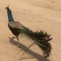 طاووس فحل • ٣ سنين • قابل تفاوض