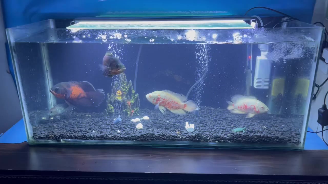 سلام وعليكم يوجد حوض قياس متر كامل للبيع مع السمج والزينه والفلاتر بسعر مناسب جداً
العنوان/ اربيل
الرقم/***********
تحياتي لكم ❤️
