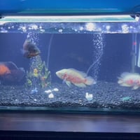 أربيل • حوض سمك ١م • فلاتر