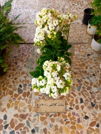 نباتات زينة • توصيل الموصل • حي التأميم