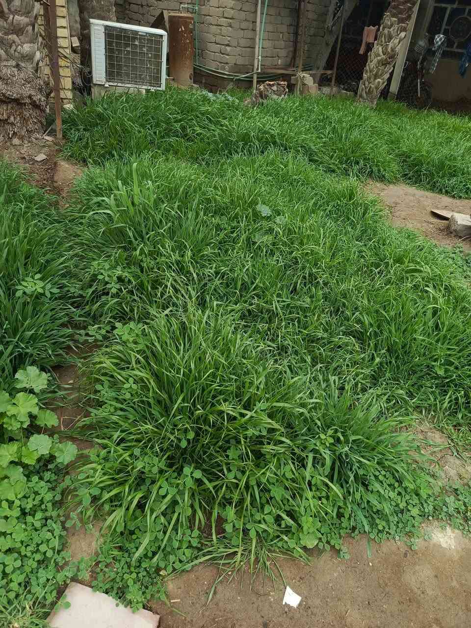 سلام عليكم حشيش شعير لبيع حشه وحده مناسب***********
