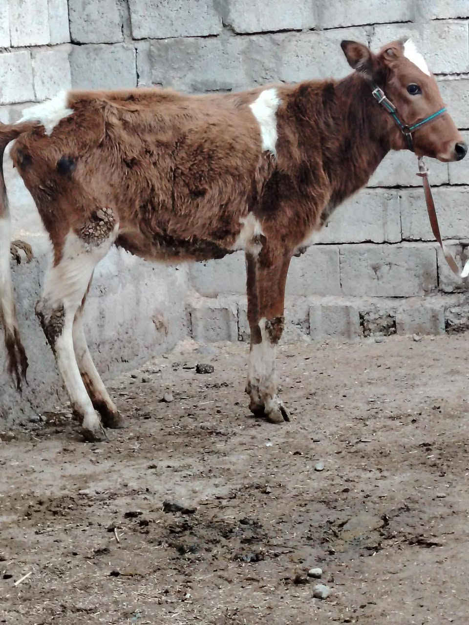 السلام عليكم
للبيع حوليه جنس هولنديه عمرها 11 شهر وشرط النصاحه السعر 880 وبيها مجال قليل الاستفسار الاتصال على الرقم *********** // ***********
