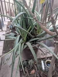 الاوليفيرا • بدل • ورد جوري