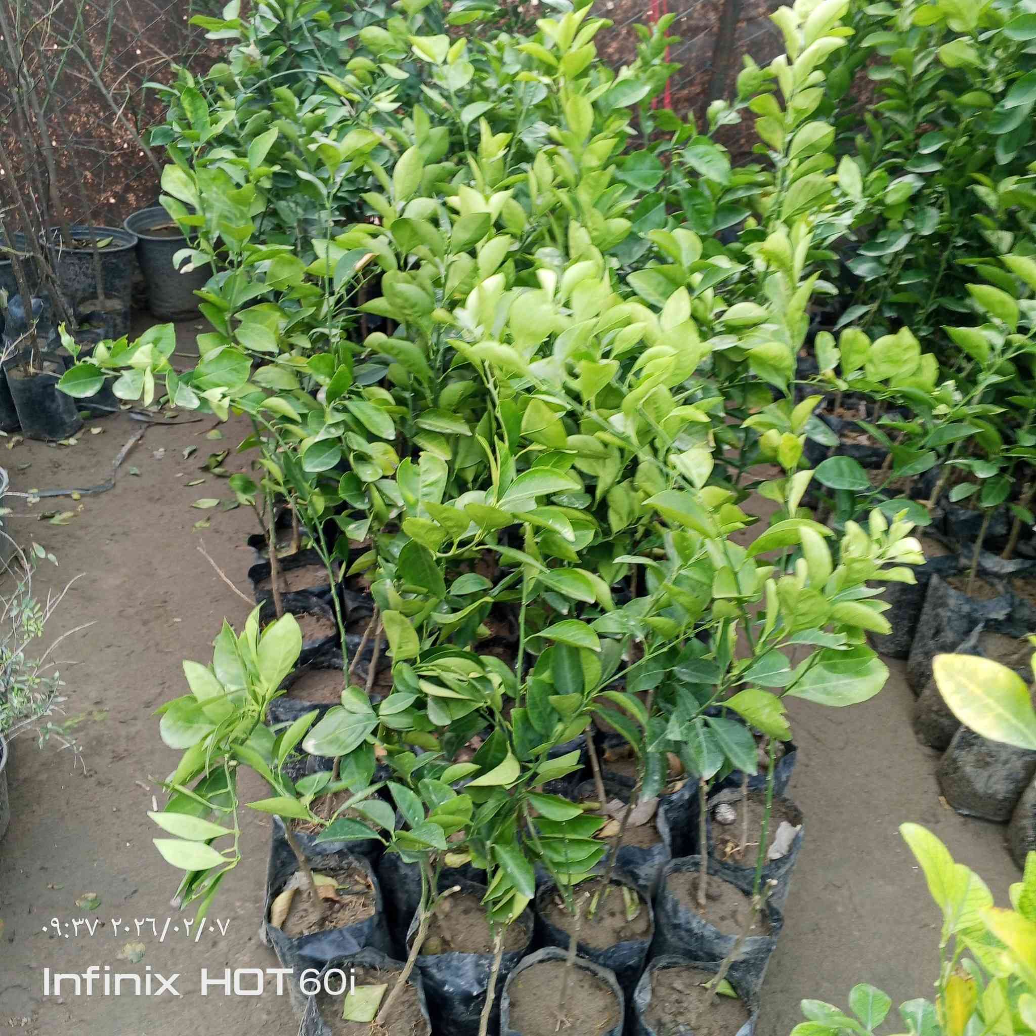 مشتل سيد جلال لوراد الزينه والحمضيات بجميع انواعها تصميم الحدائق تنصيب مرشات السقي العنوان الشارع العام مجاور جملونات ابو فياض استفسار ***********/***********
