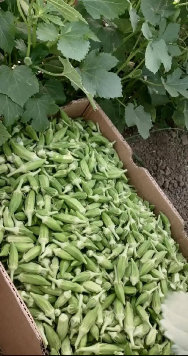 بذور باميا متعهد كل شروط الانتاج لهلوبه شرط الحوي 
30كيلو شلع 25الف
كيلو كيلوين 35الف العنوان الصويره *********** غير متواجد على الفيس
