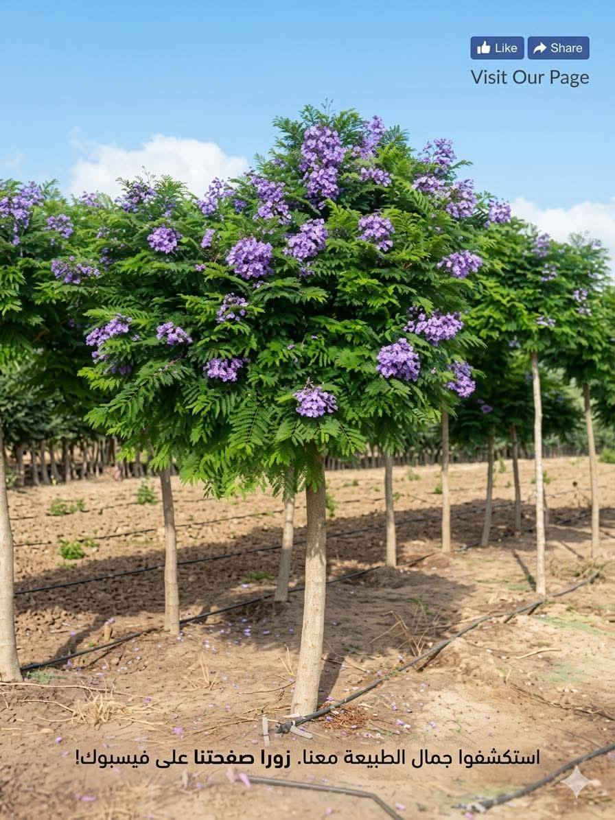 جاكراند   السعر   ٦٠٠٠💜💜💜💜💜العنوان الانبار راوه الجديده آخر شارع بيت علي حماد محمد قرب جامع محمد الفاتح وعدنا توصيل راوه عانه القائم حديثه الرمادي الفلوجه بغداد العامريه وحي الجامعه واليرموك والمنصور التوصيل حسب المكان واليجي يختار حيا الله


**إذا كنت صاحب هذا الإعلان وتريد حذفه لأي سبب، رجاءا أرسل رسالة إلى الدعم الفني**