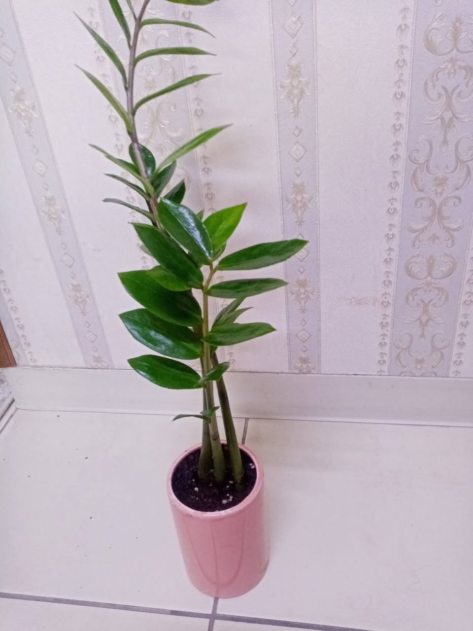 🌿 زرع طبيعي للبيع 🌿

متوفر زرع مائي داخل قارورة أنيقة
ومتوفر زرع مزروع بالتربة داخل سندانات جميلة 🌱

الأسعار تختلف حسب حجم السندانة أو القارورة.

الزرع يضيف جمال وراحة للبيت أو المكتب 💚
للطلب أو الاستفسار راسلنا على الخاص 📩


**إذا كنت صاحب هذا الإعلان وتريد حذفه لأي سبب، رجاءا أرسل رسالة إلى الدعم الفني**