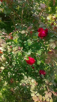 ورود • حمضيات • تجديد حدائق