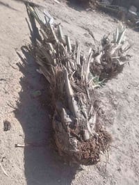 يوجد فسلان ملون مكتومَ، شويثي، جبجاب، سلطاني، طبرزل. بربرن، حمراوي، خض...