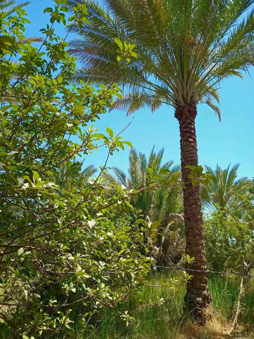 720 متر طابو زراعي سند ٢٥ على شارع المنطقة الرئيسي كامل خدمات 
كهرباء خطين ذهبي ماء اساله مع سقي تحتوي على نخيل وأشجار تفاح موقع ممتاز 
ترهم سكن او مزرعه ترفيهية دار للأستراحة تبليط واصلها تبعد عن التبليط 50 متر 
سعرها ٧٠ وبيها مجال بأسمي شخصيا العنوان بغداد الراشدية 
***********
***********
