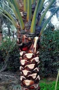 اعمل في تكريب وتنظيف و تزيين النخيل  العالي والناصي في  الكرخ ،،، إتصا...