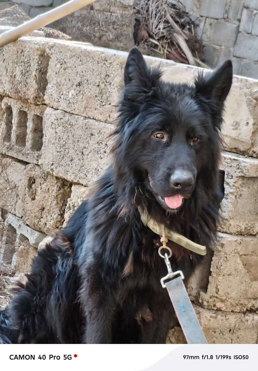 السلام عليكم ورحمة الله وبركاته
يتوفر بيع جيرمن بلاك شيبرد عمر الكلب سنه 

وجميع التفاصيل موجودة في الفيديو 

للتواصل و الأستفسار عن السعر في الرقم ادناه 
وتساب ***********#جيرمن بلاك شيبرد
