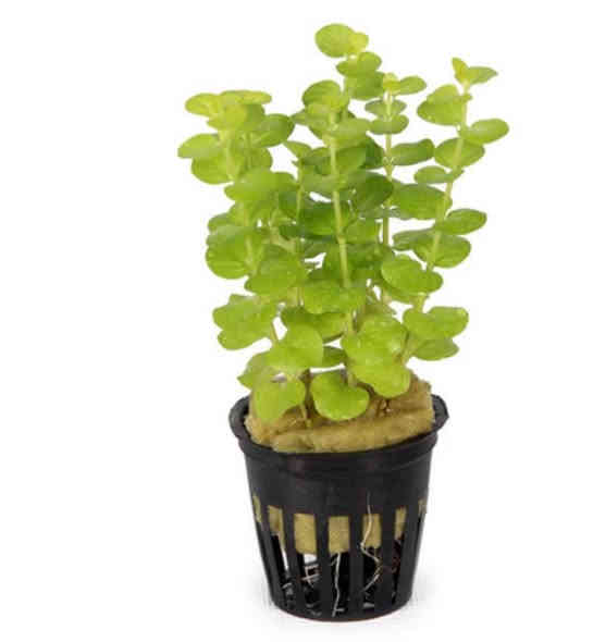 يا الله  اللهم صل على محمد وال محمد
عرض ناري ناري🔥 يخص النباتات لحد ما تخلص الكميه
نباتات طبيعيه لزراعة الاحواض كل 3 بــ 5 الف دينار
الي يشتري من معرضنا بملغ اكثر من 40 الف دينار توصيله مجاني وين مايكون يوصلك الباب بيتك مجاني مجاني 
العنوان
طوز خورماتو سايدين امام احمد مقابل قصابة حكمت 
☎️سيد ليث *********** واتساب او اتصال
☎سيد منتظر *********** واتساب او اتصال
🚚يتوفر خدمه توصيل داخل طوز خورماتو مجاني 
🚛 يتوفر خدمة توصيل جميع المحافظات 6 الف دينار
