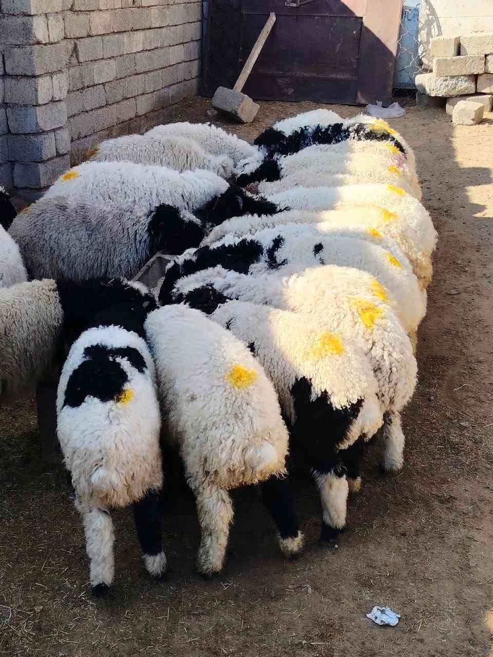 اللهم صلي على محمد وال محمد 
#يوجد_طليان_مال_ربط_و_ذبح_ناصحات شرط النصاحه علئ كل عيب مابيهن العدد لطليان 24 المكان صلاح الدين بيجي رقم الهاتف ***********
