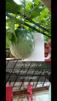 شتلات فواكه • مس فلورا • مترين