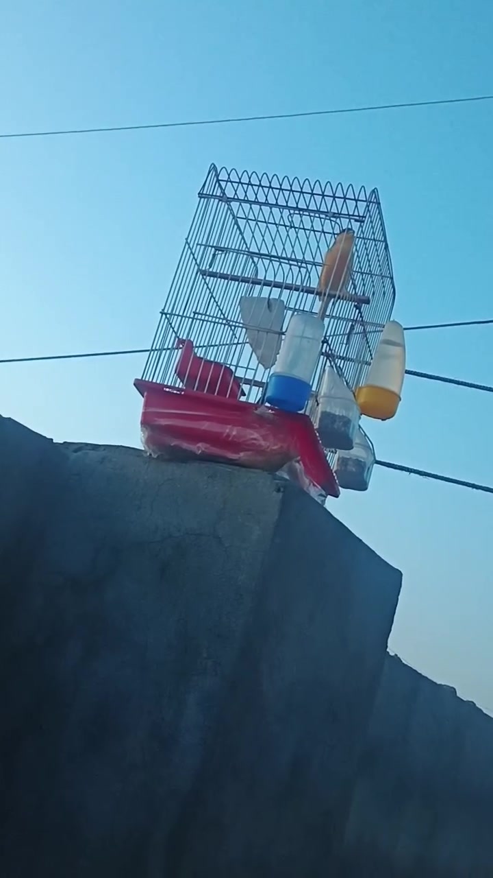 للبيع طيره وفحل كناري
تغريد الفحل تسمعه وتاخذه 
الفحل فول تغريد 
الطيره جوه بيض 
حمام مشروط من كلشي 
السعر خاص 
***********
