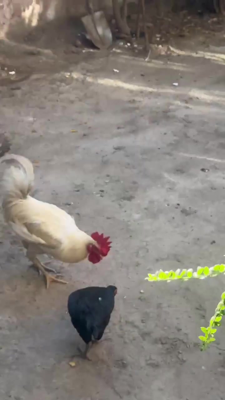 2 ديوجة او 2 فروجات سعر لكلي 40


**إذا كنت صاحب هذا الإعلان وتريد حذفه لأي سبب، رجاءا أرسل رسالة إلى الدعم الفني**