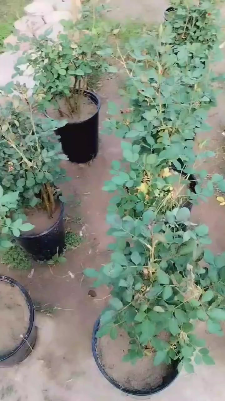 السلام عليكم 
متوفر لدى مشتل ومحمية داموك 
عنوان كوت الضباط شارع نادي المعتصم مقابل افران الباشا
يتوفر ورد جوري السلطاني 
الحجم الكبير والوسط
كمية محدودة يوجد توصيل داخل الكوت فقط


**إذا كنت صاحب هذا الإعلان وتريد حذفه لأي سبب، رجاءا أرسل رسالة إلى الدعم الفني**