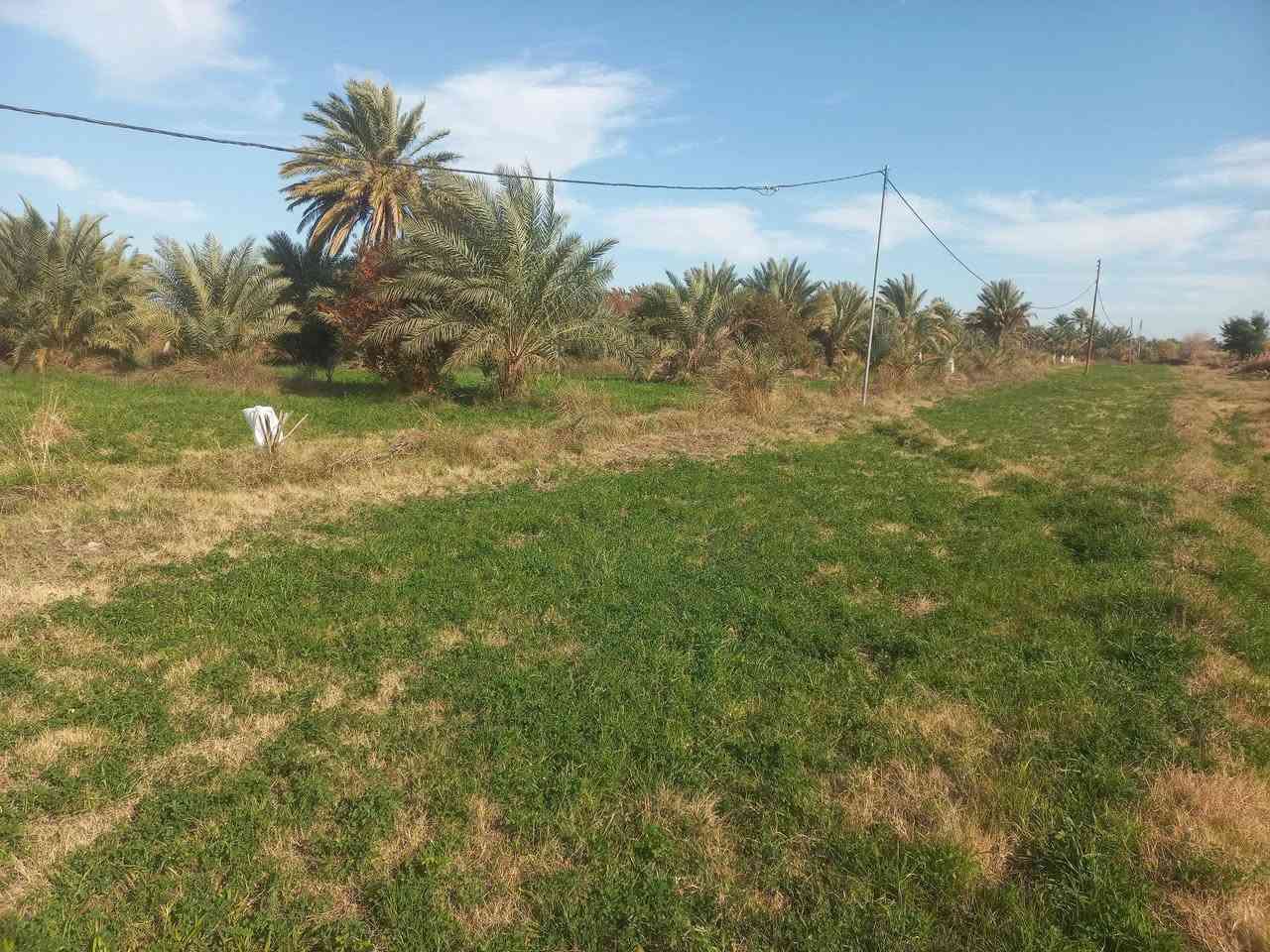 مزرعه عله شط ديوانيه النسيج فرع الصكور محتاجين فلاح يكعد بيها    بيها بيت حالين مزروعه جت  + 200 نخله  شكر حلاوي  خضراوي زهدي ماي دلال  التواصل  ***********
