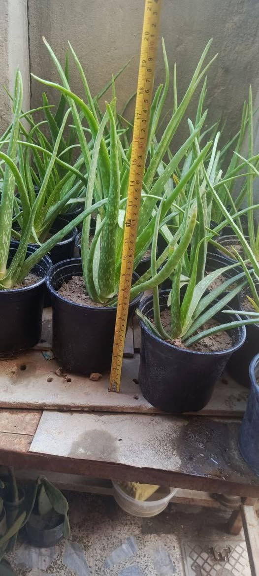 بسم الله
متاح تواصل اتصال على الرقم 
***********
