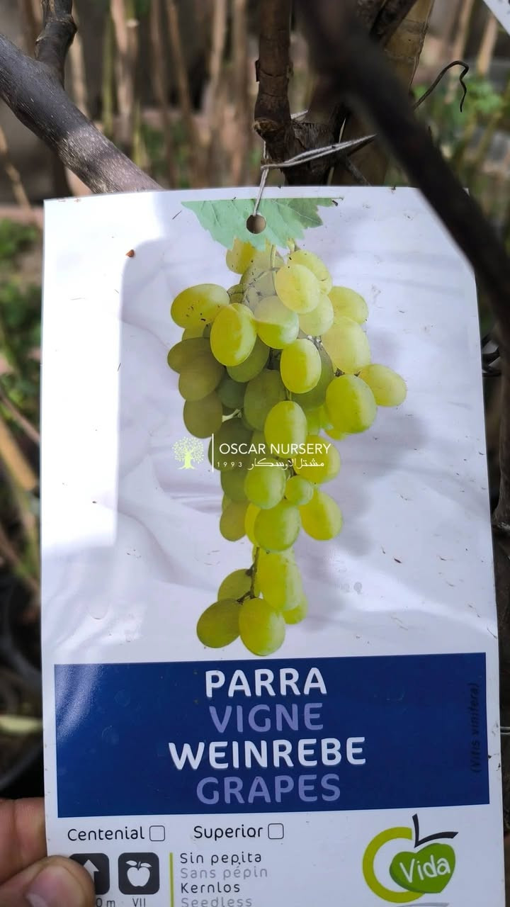 مجموعة متنوعة من الفواكه الإيطالية 

📍 زورونا في موقعنا:
مشتل الأوسكار – حي الحنانة – شارع نجف _ كوفة
(مقابل غرفة تجارة النجف و فريندز كافيه ومطعم شريف– مجاور متنزه الحنانة العائلي)

🕗 أوقات الدوام:
من 8:30 صباحاً إلى 8:00 مساءً

📞 للطلب والاستفسار:
*********** – ***********
(اتصال / واتساب / مراسلة عبر فيسبوك)
 متوفر دفع  زين  كاش ومتوفر ماستر  

🚗 يتوفر توصيل داخل النجف
موجودين في تطبيق توترز لبعض المواد الزراعية 
أهلاً وسهلاً بكم دائماً في مشتل الأوسكار 🌹🌹🌹
