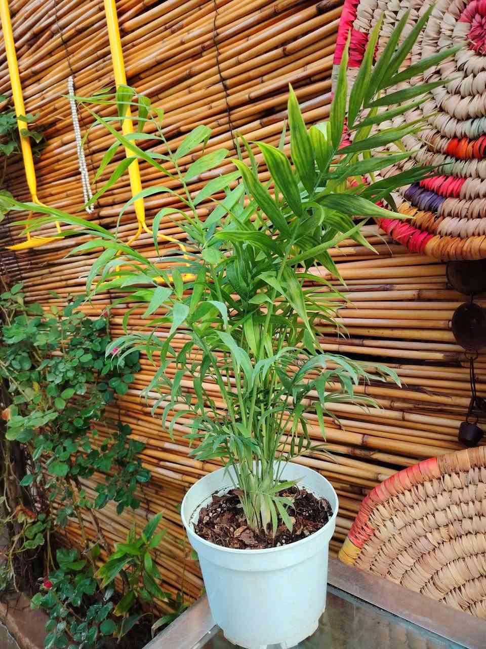 شمدورة 🌿
نبات ضلي داخل البيت قوي جداً و سهل العناية و سريع النمو
🪴🪴🪴🪴🪴🪴🪴🪴
توفر لدينا بسعر ١٢،٠٠٠ الف فقط 💥
يوجد خدمة توصيل داخل الكوت فقط 🚕


**إذا كنت صاحب هذا الإعلان وتريد حذفه لأي سبب، رجاءا أرسل رسالة إلى الدعم الفني**