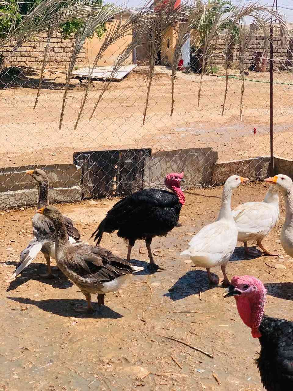 السلام عليكم بصرويات للبيع عدد 3  
ديوك بصره عدد 2
بصراويه وره 8صواصي بصره للبيع 
ديك ابو ركيبه


**إذا كنت صاحب هذا الإعلان وتريد حذفه لأي سبب، رجاءا أرسل رسالة إلى الدعم الفني**