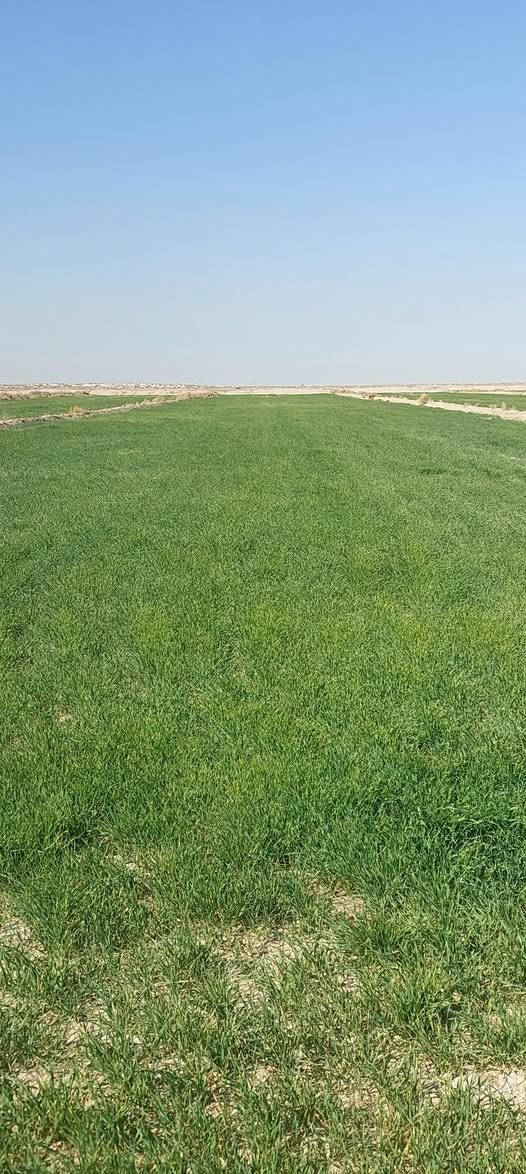 شعير ابيع جتل الدونم ب١٥٠ المساحه ٢٢٥ دونم ١٠٠ دونم وحدها وال١٢٥ لوحدها السماوه الرحاب عد الصبيخه بضبط ***********
