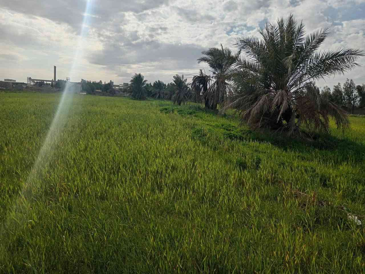 دونمين طابو زراعي سند 25
أرض مزروعه حنطه يم معمل الأسمنت الكوفه سعر الدونم الواحد 35 وبي مجال للاستفسار الاتصال على الرقام او مراسلة الوتساب
***********
***********
