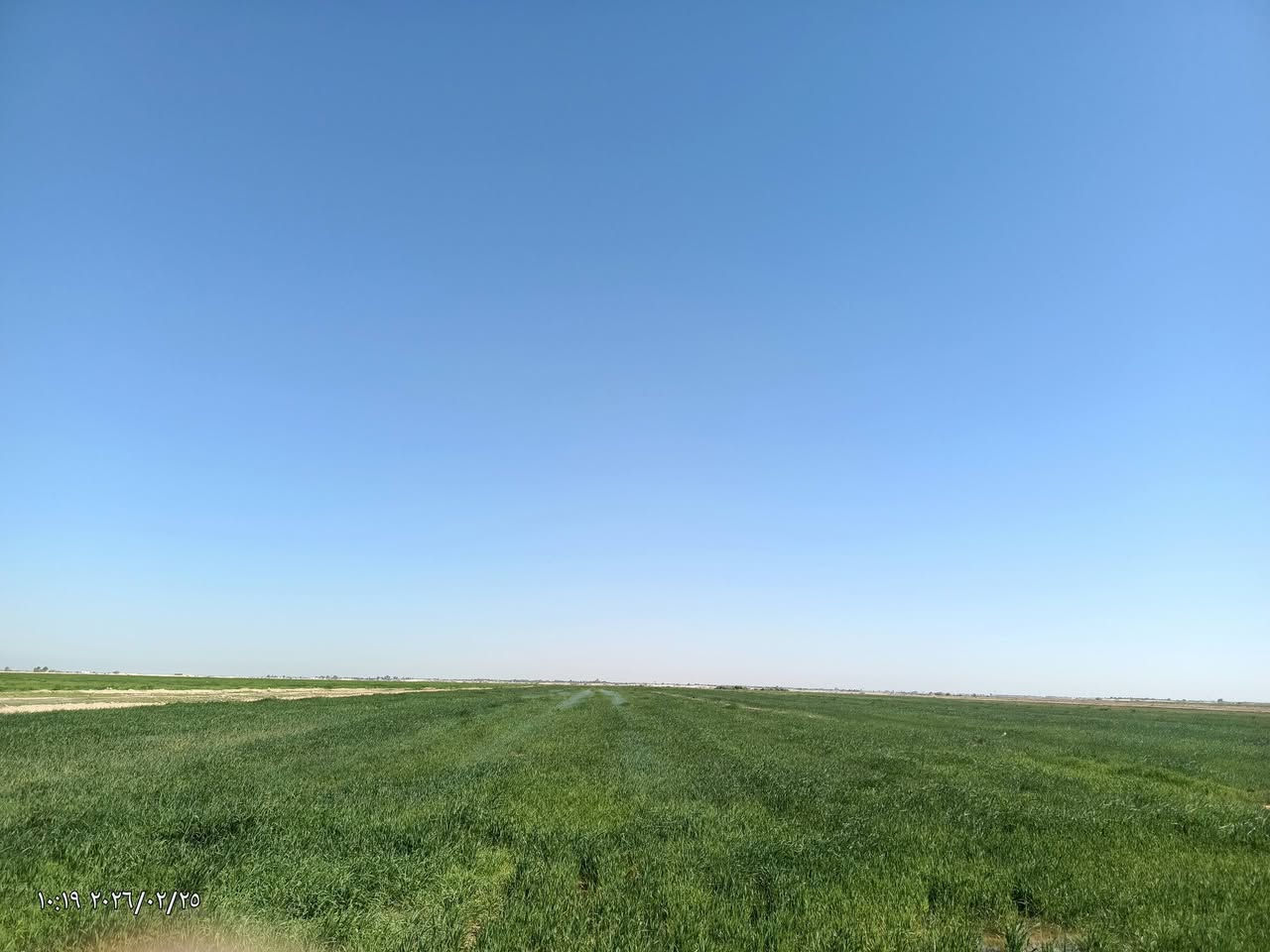 سلام عليكم ..
وين اهل الحلال حنطه چتل للبيع 

المساحه (20) دونم ..

العنوان محافظة الديوانية قضاء الشنافيه قرب صيطرت الخسف ما متواجد عل الفيس الشراي يتصل والمو شراي لا يتعبنه واذا ما عندك رصيد رمش عله هذا الرقم ***********
