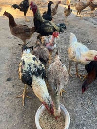 بيض دجاج • طازج • عرب٢