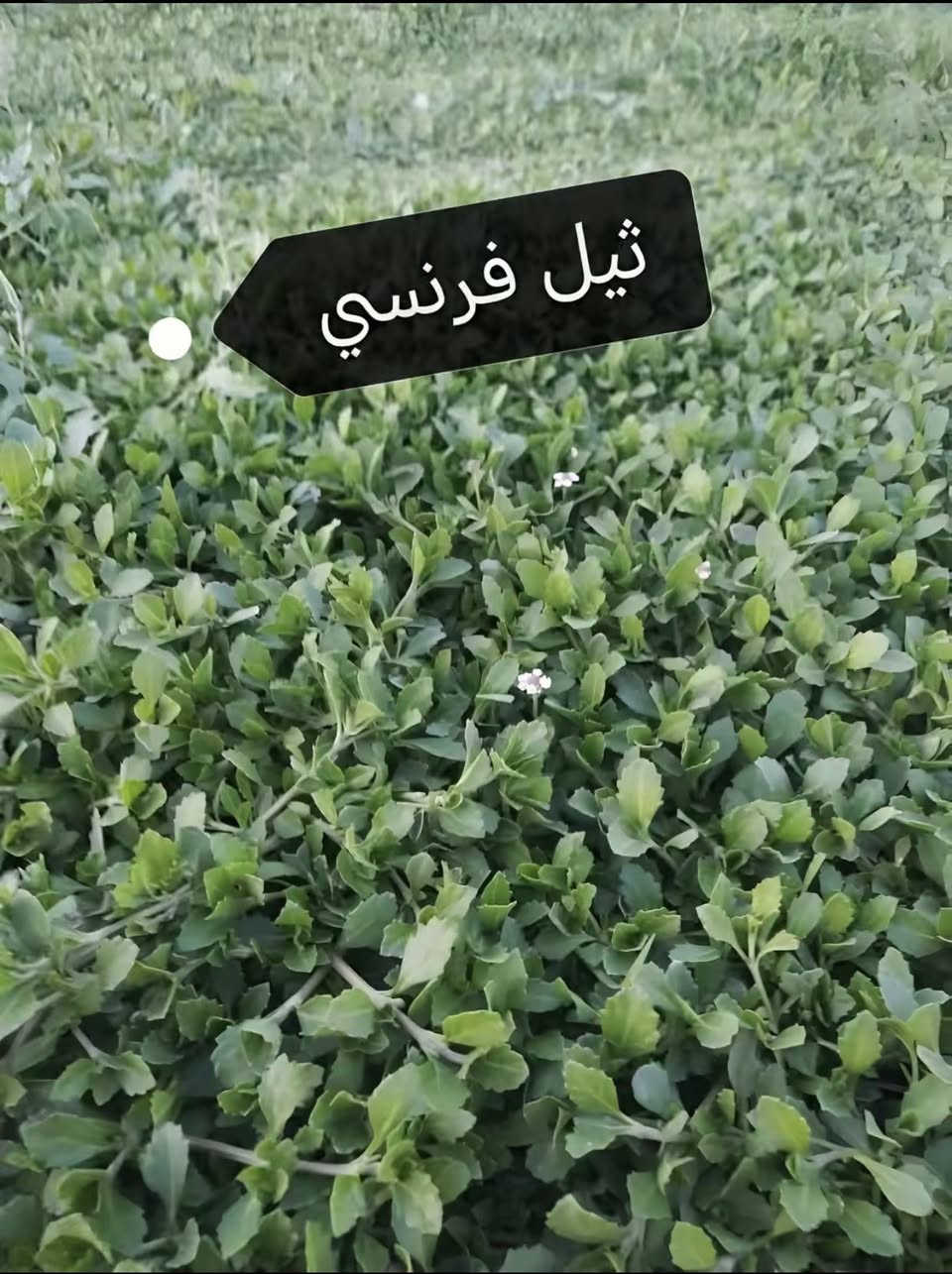 ثيل ديالى 🍀 متوفر كافة انواع الثيل
الثيل امريكي والهندي و الثيل الايطالي و الثيل الفرنسي
كادر متخصص :
لتجهيز... مشاتل🌴
والدوائر الحكوميه🏦
المنازل🏡 المنتزهات🏄
موجود خدمة توصيل 🚕
لكل محافظات العراق🚕
للأستفسار 
***********
