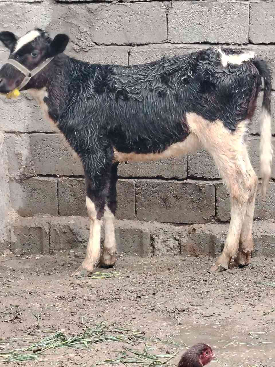 السلام عليكم
للبيع بجر جنس فريزي اصليه عمرها ٨ اشهر السعر 860 وبيها مجال قليل الاستفسار الاتصال على الرقم *********** // ***********
